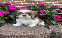 Shih Tzu dogs for sale: Luca - Image 4