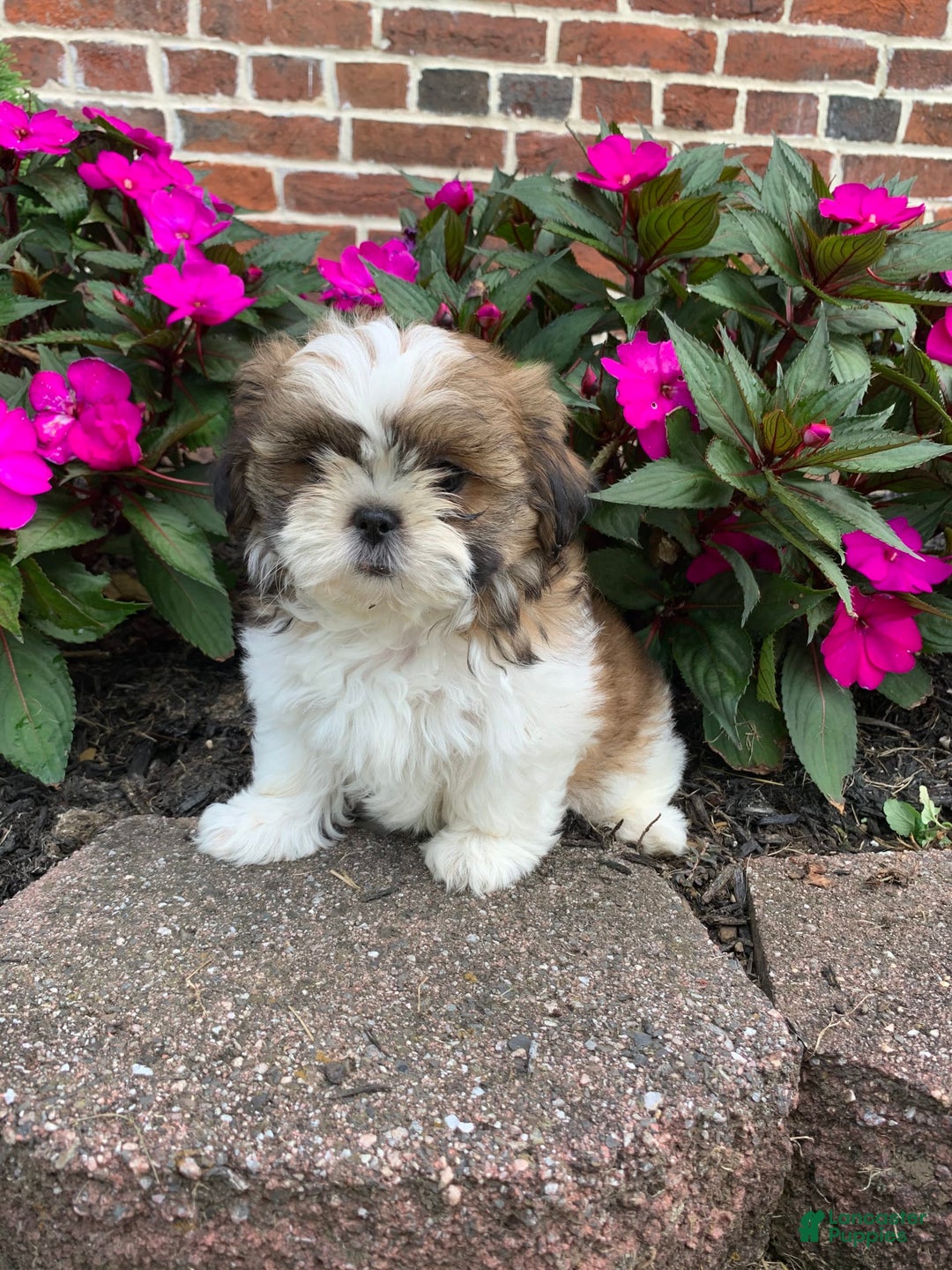 Shih Tzu dogs for sale: Luca - Image 4