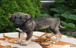 Norwegian Elkhound dogs for sale: Evan - Image 1