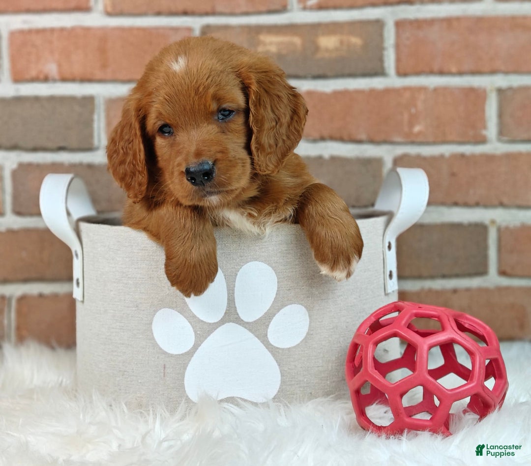 Goldendoodle dogs for sale: Ranger - Image 5