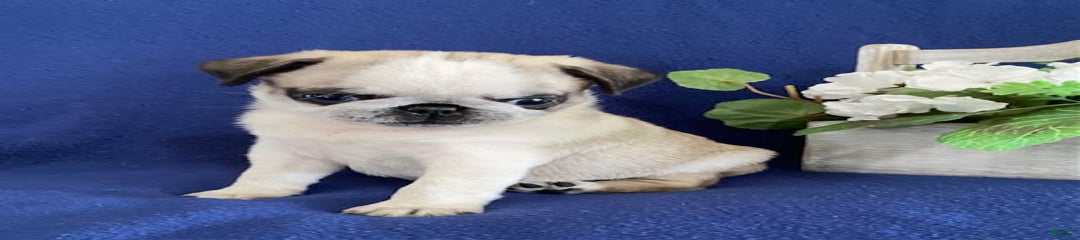 Delbert