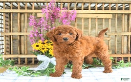 Mini Goldendoodle dogs for sale: Khloe - Image 2