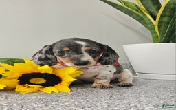 Dachshund dogs for sale: Miss Bailey - Image 4