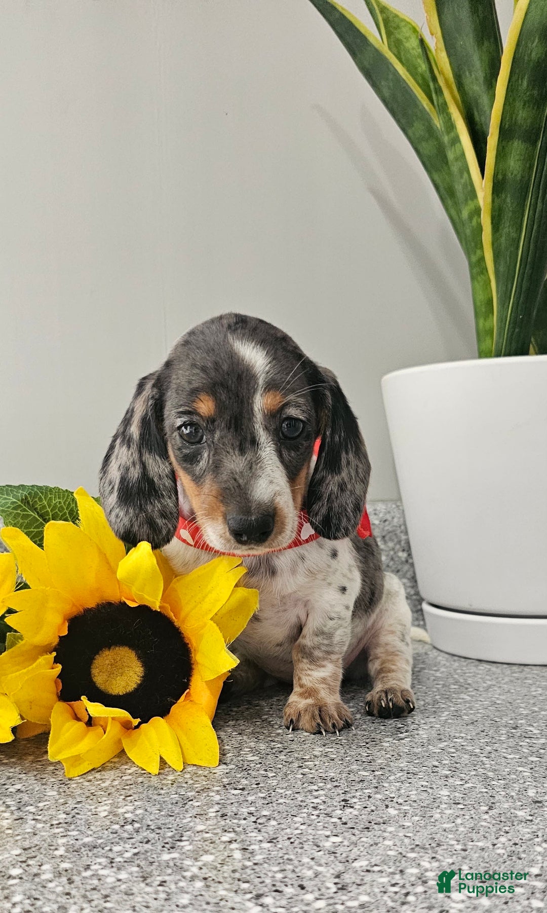 Dachshund dogs for sale: Miss Bailey - Image 4