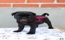 Pug dogs for sale: Pacifica - Image 11
