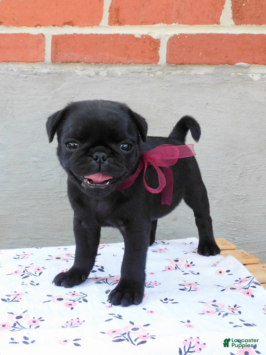 Pug dogs for sale: Pacifica - Image 11