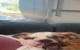 English Bulldog dogs for sale: Mr. Mans Jr. - Image 5