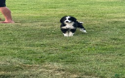 Bernedoodle dogs for sale: Justice 77956 - Image 3