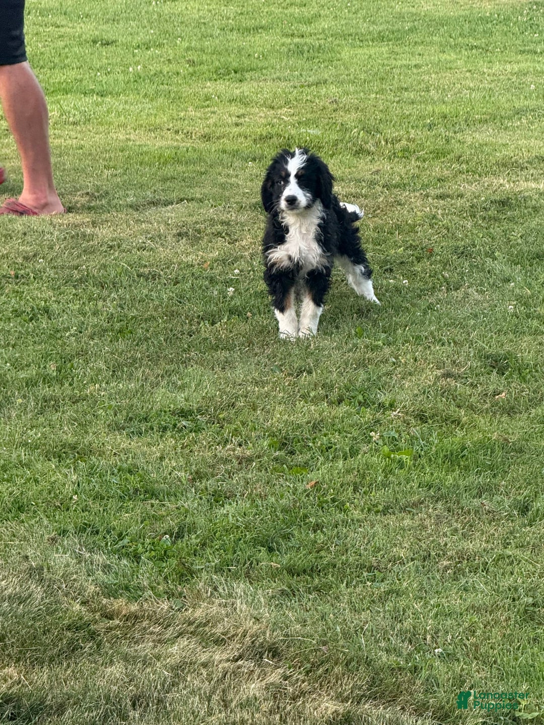 Bernedoodle dogs for sale: Justice 77956 - Image 3