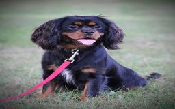 Cavalier King Charles Spaniel dogs for sale: Wilson - Image 8