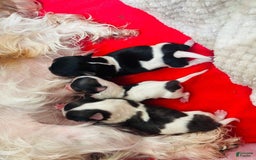 Yorkshire Terrier dogs for sale: Beanie - Image 9
