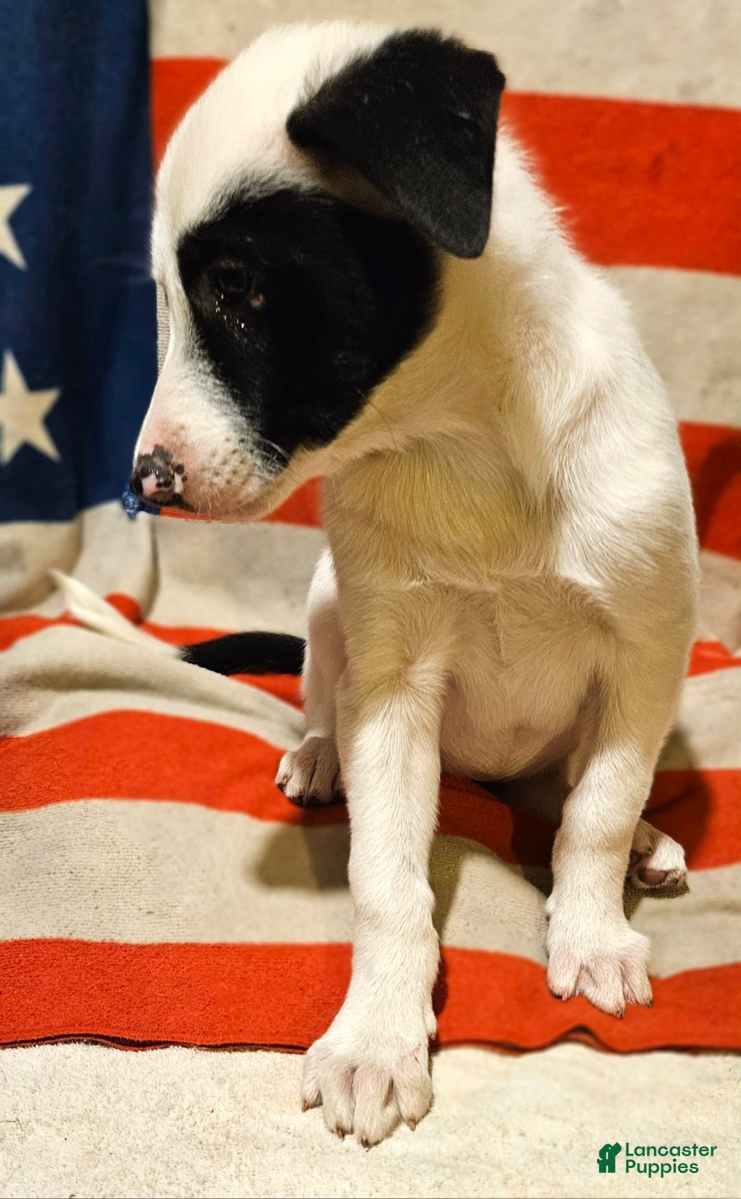 Border Collie dogs for sale: Bambi - Image 42