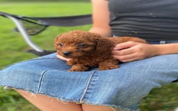  dogs for sale: Bailey - Image 3