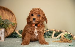 Mini Goldendoodle dogs for sale: Spencer - Image 3