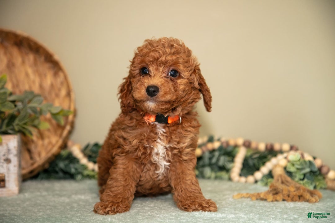 Mini Goldendoodle dogs for sale: Spencer - Image 3