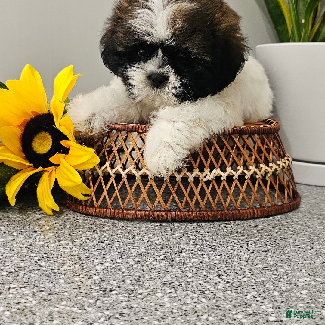 Shih Tzu dogs for sale: Charming Chase ❤️ - Image 2