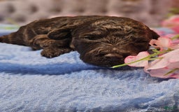 Mini Goldendoodle dogs for sale: Georgia - Image 1