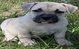 American Bully dogs for sale: China - Image 1