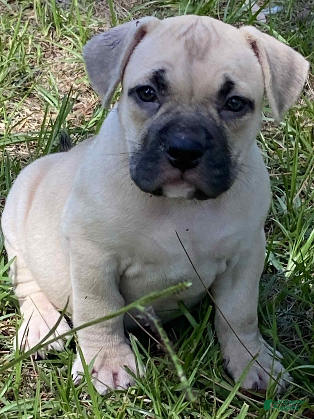 American Bully dogs for sale: China - Image 1