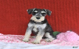 Miniature Schnauzer dogs for sale: Malenna - Image 14