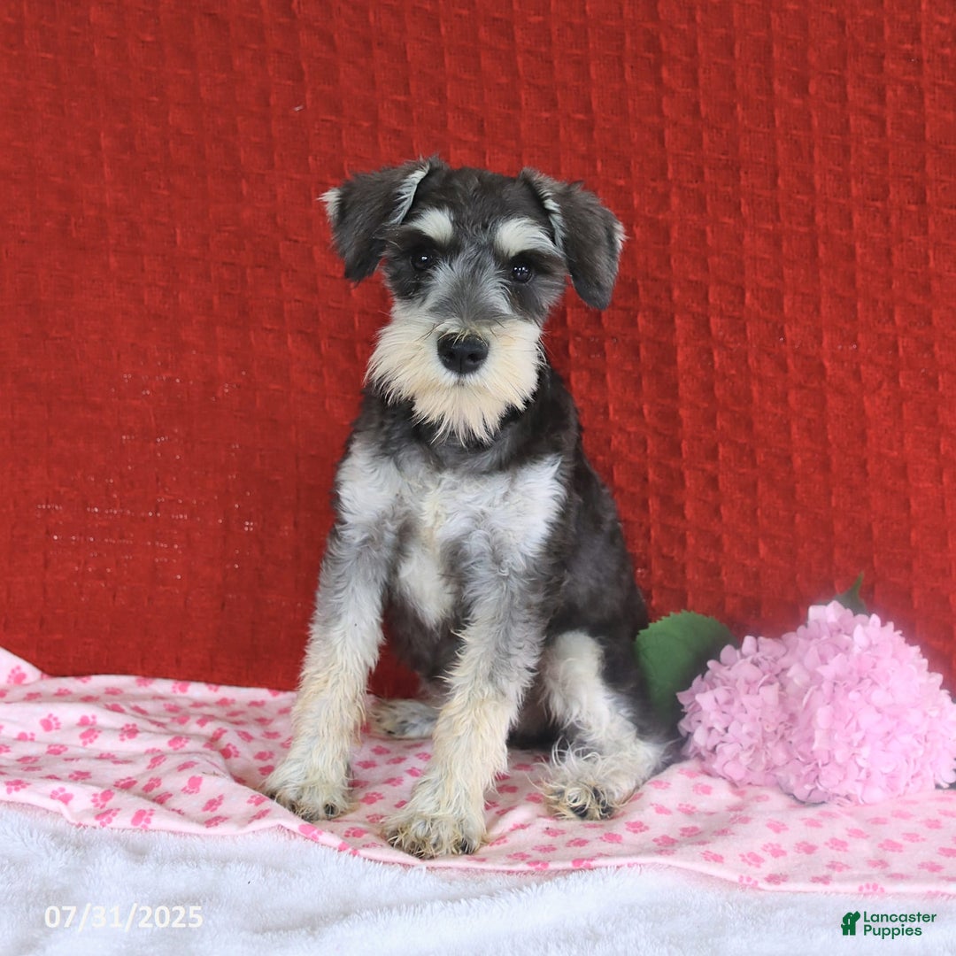 Miniature Schnauzer dogs for sale: Malenna - Image 14