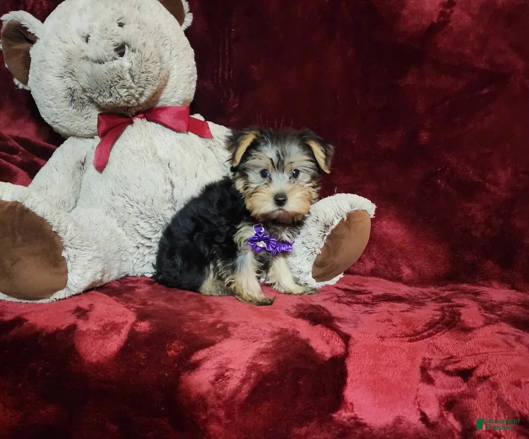Yorkshire Terrier dogs for sale: Maui - Image 2