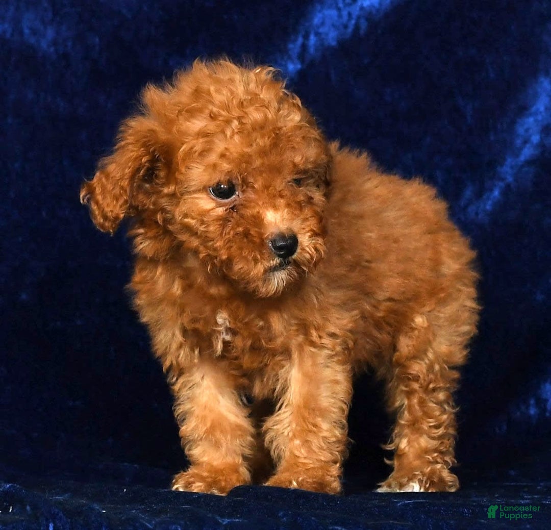 Mini Goldendoodle dogs for sale: Dixie - Image 6