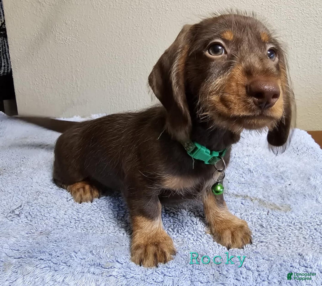 Dachshund dogs for sale: Rockin Robin - Image 1