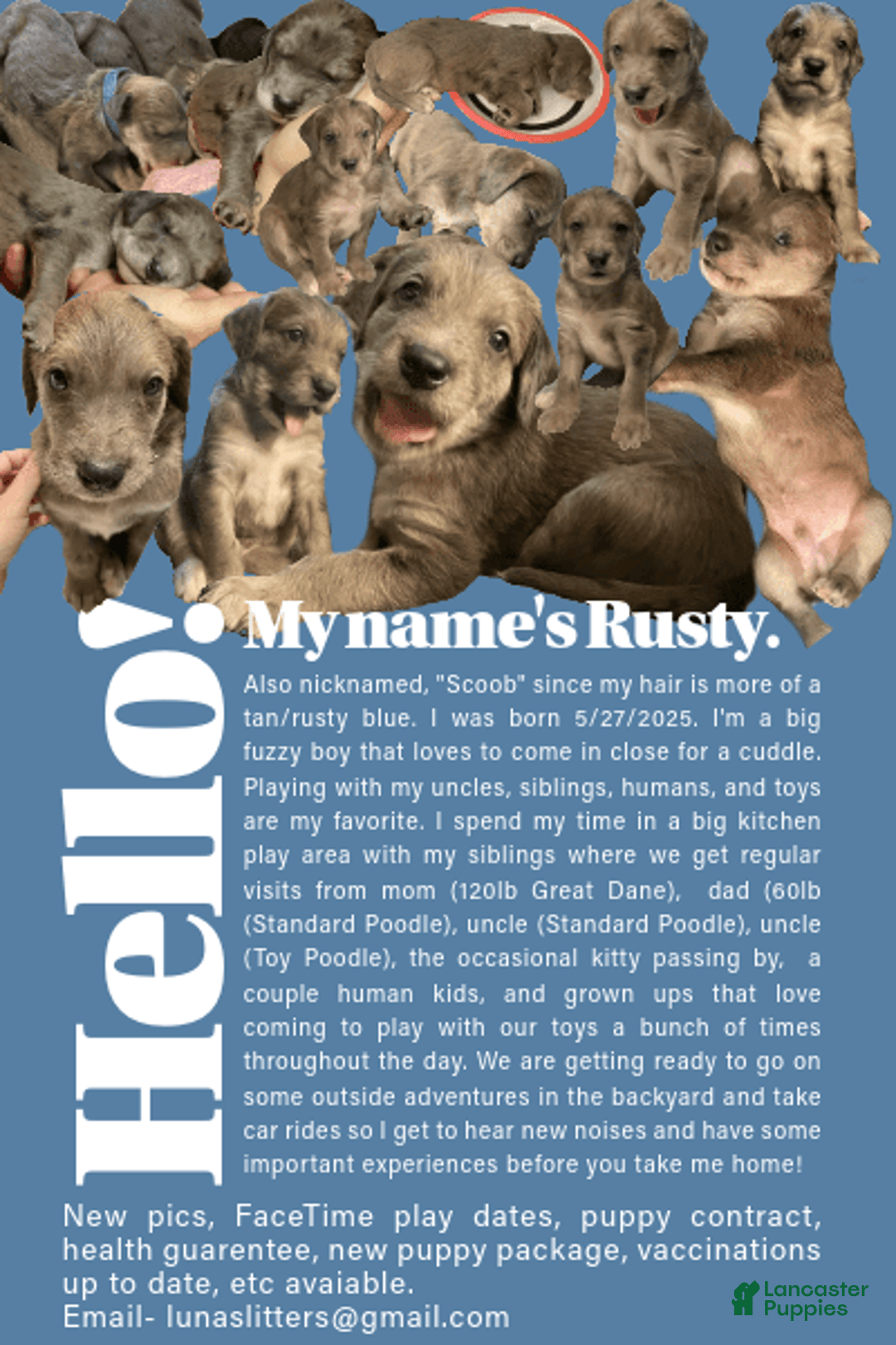 Great Dane dogs for sale: Rusty - Image 7