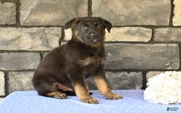 German Shepherd dogs for sale: Michael - Image 2