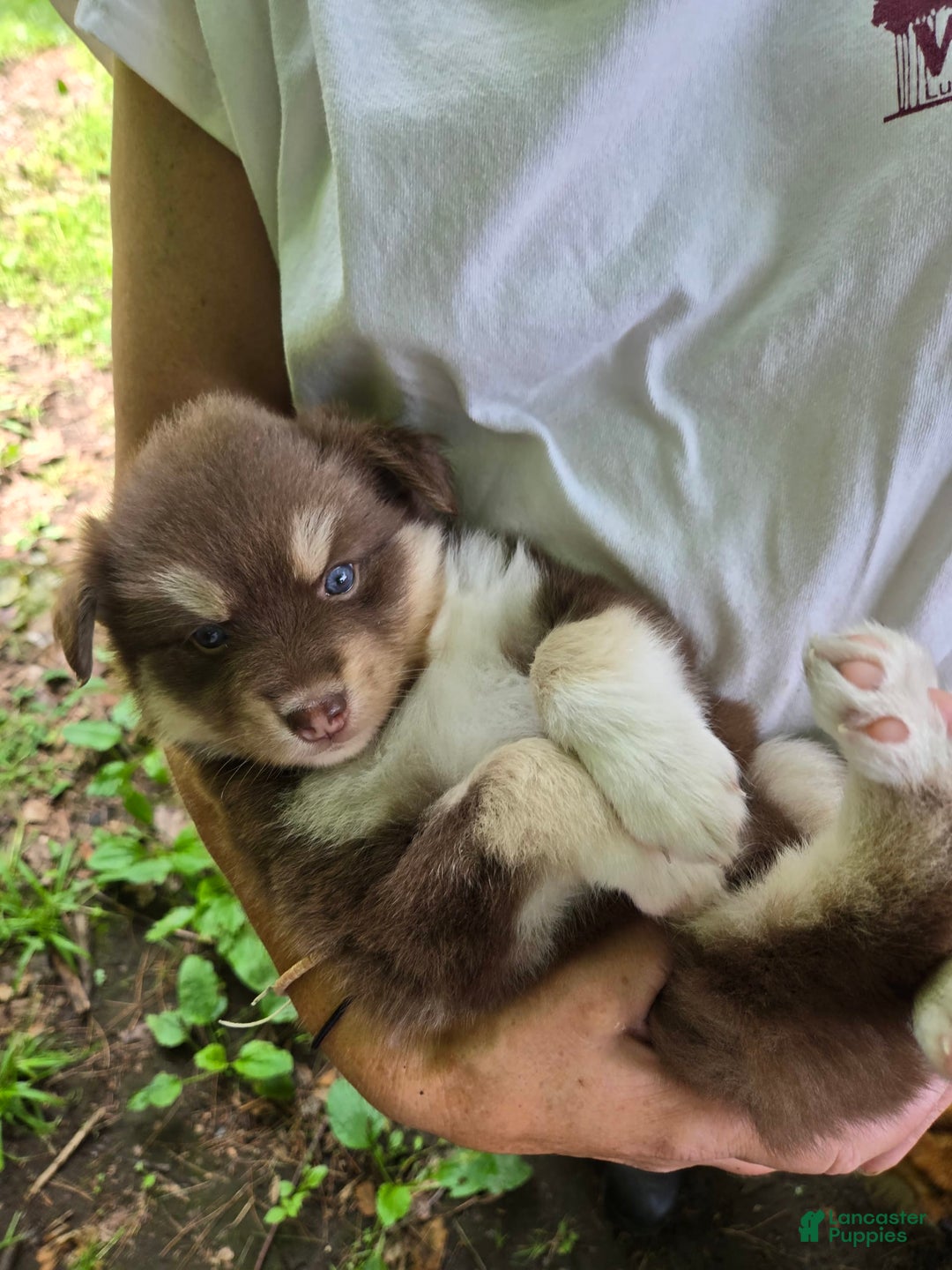 Pomsky dogs for sale: Akc Made Pomsky - Image 1