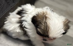 Shih Tzu dogs for sale: Prince - Image 6