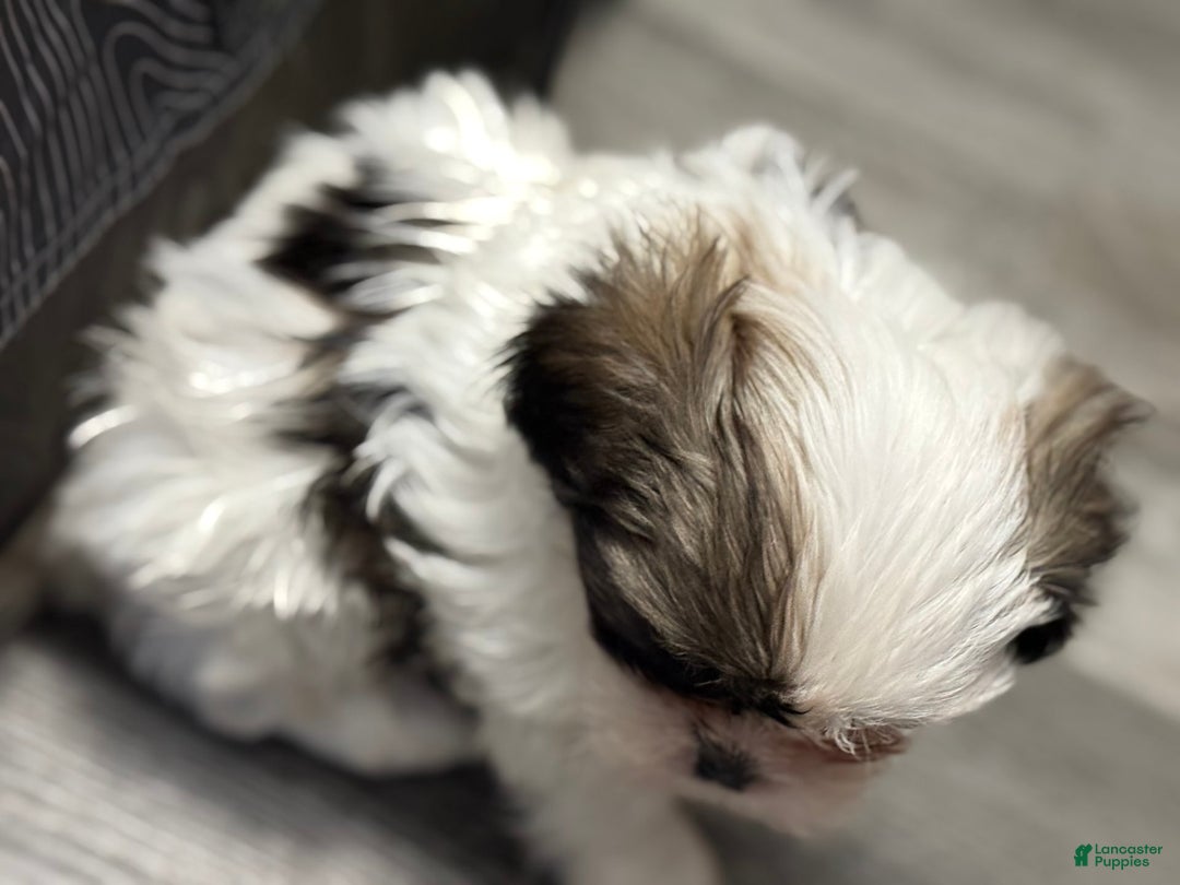 Shih Tzu dogs for sale: Prince - Image 6