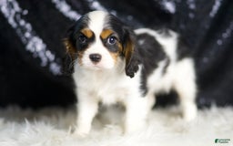 Cavalier King Charles Spaniel dogs for sale: Emerald - Image 5
