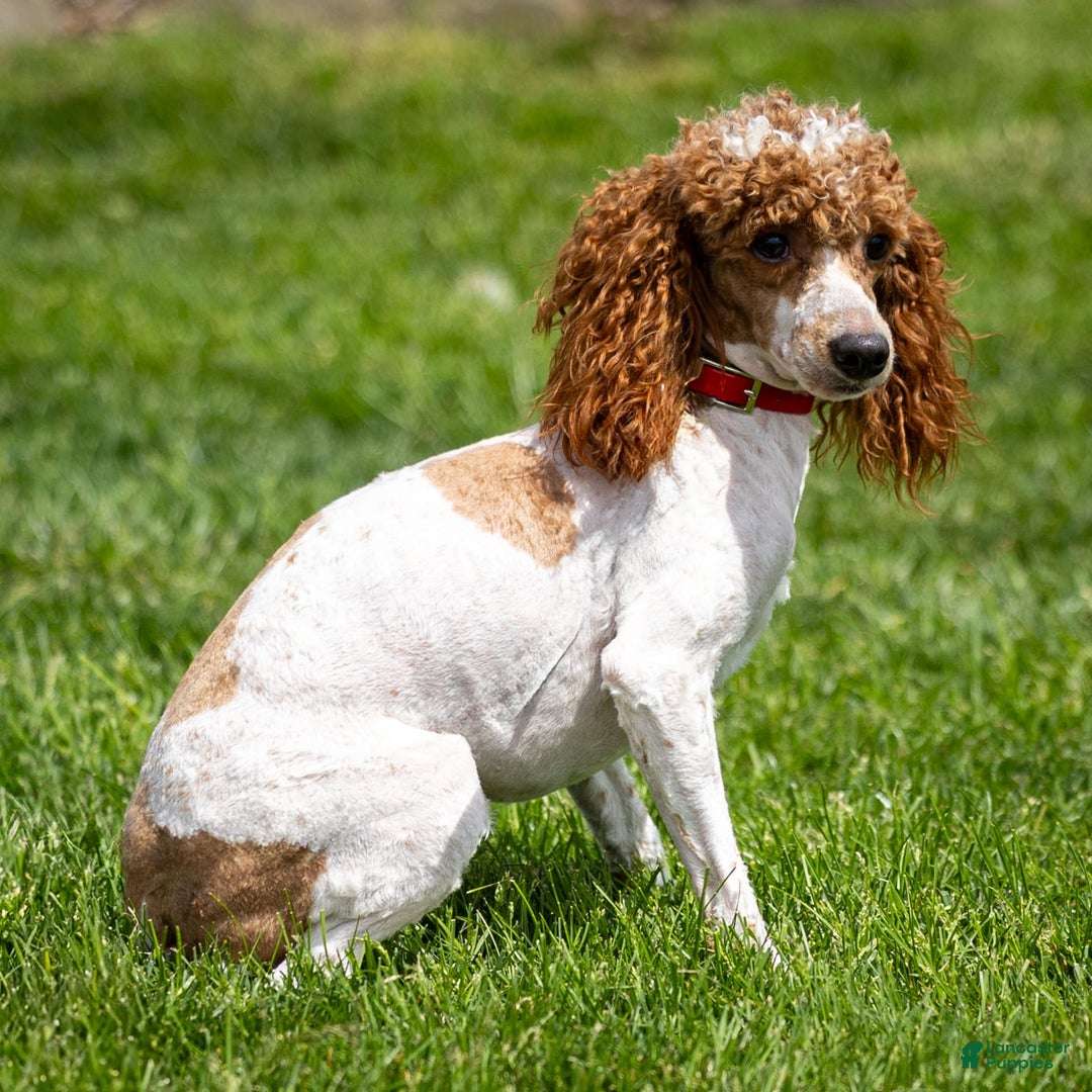 Standard Poodle dogs for sale: Rainay - Image 15