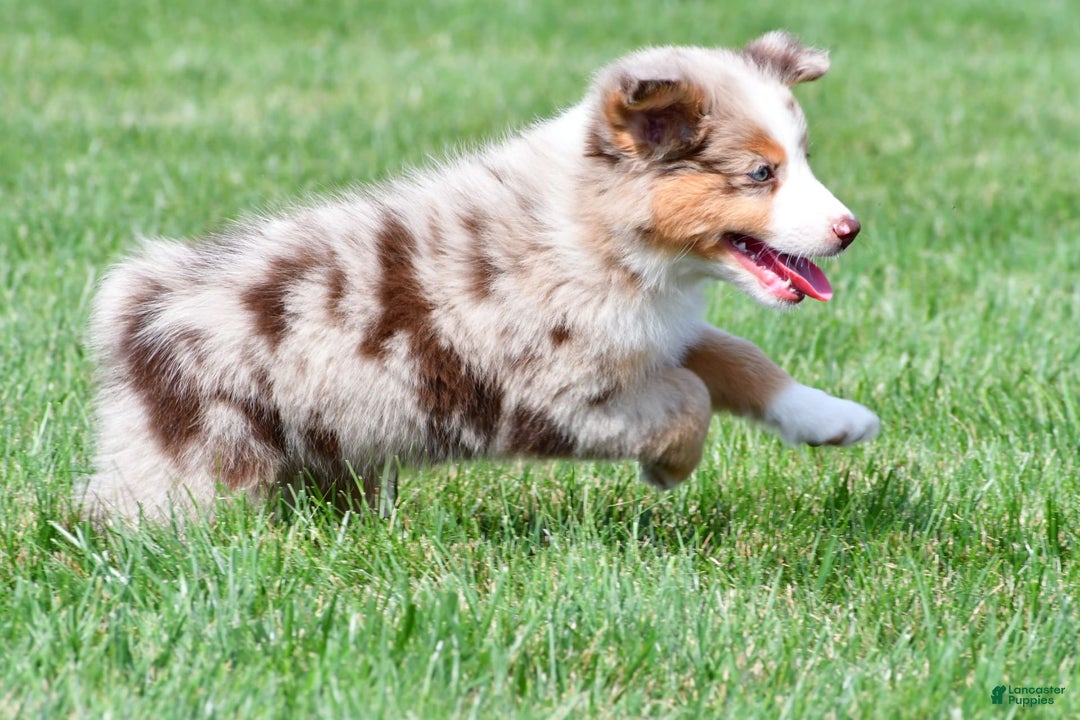 Australian Shepherd dogs for sale: Penny - Image 3