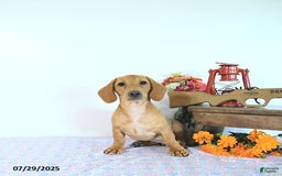 Miniature Dachshund dogs for sale: Twinkle - Image 11