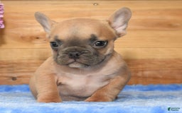 French Bulldog dogs for sale: Blake - Image 5
