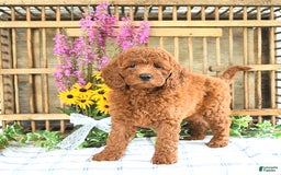 Mini Goldendoodle dogs for sale: Kobey - Image 4