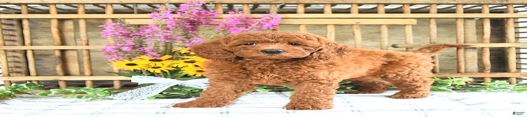 Kobey