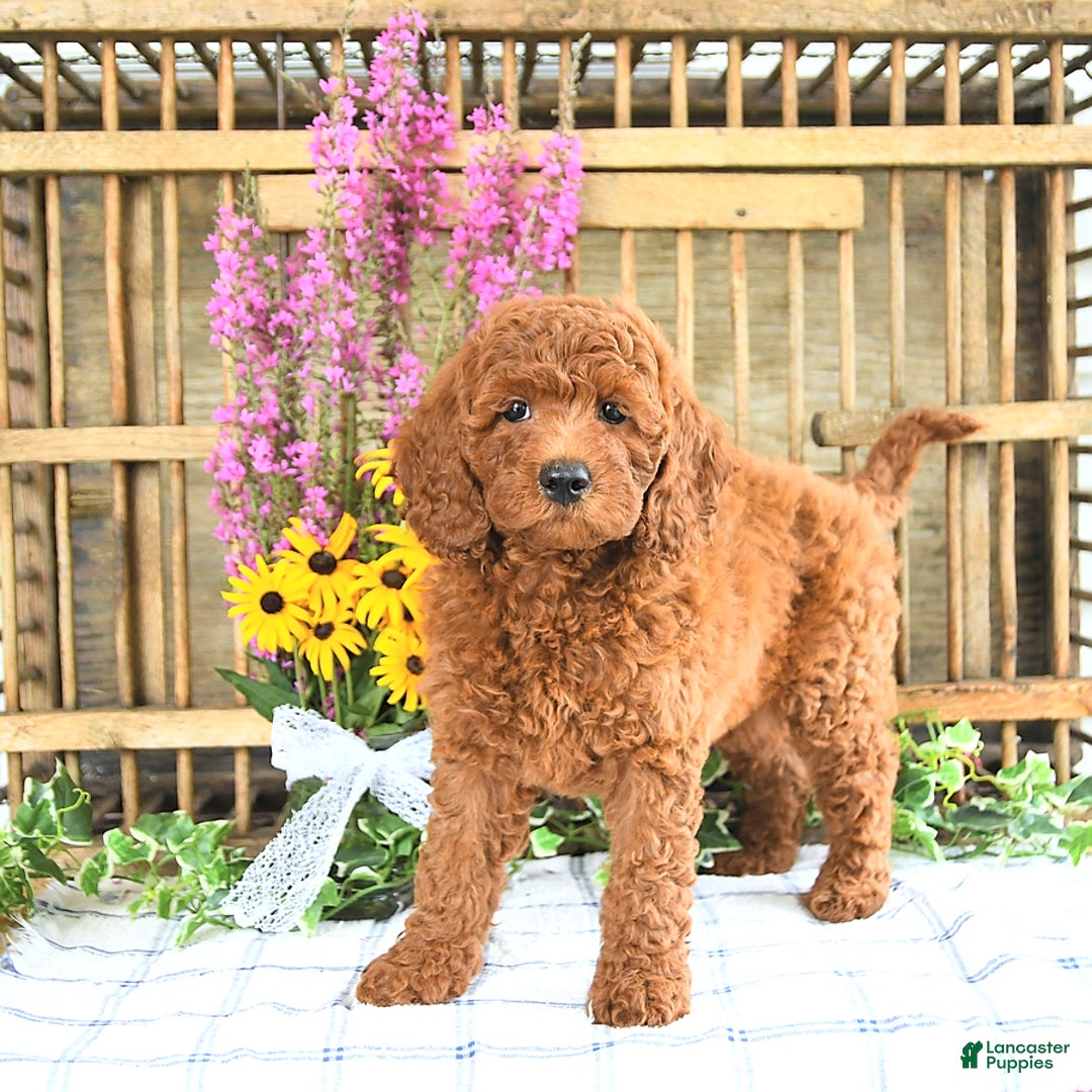 Mini Goldendoodle dogs for sale: Kobey - Image 4