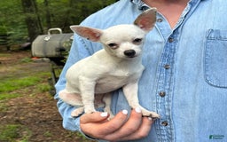 Chihuahua dogs for sale: Lancelot - Image 7