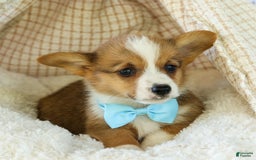 Welsh Corgi Pembroke dogs for sale: Griffin - Image 18