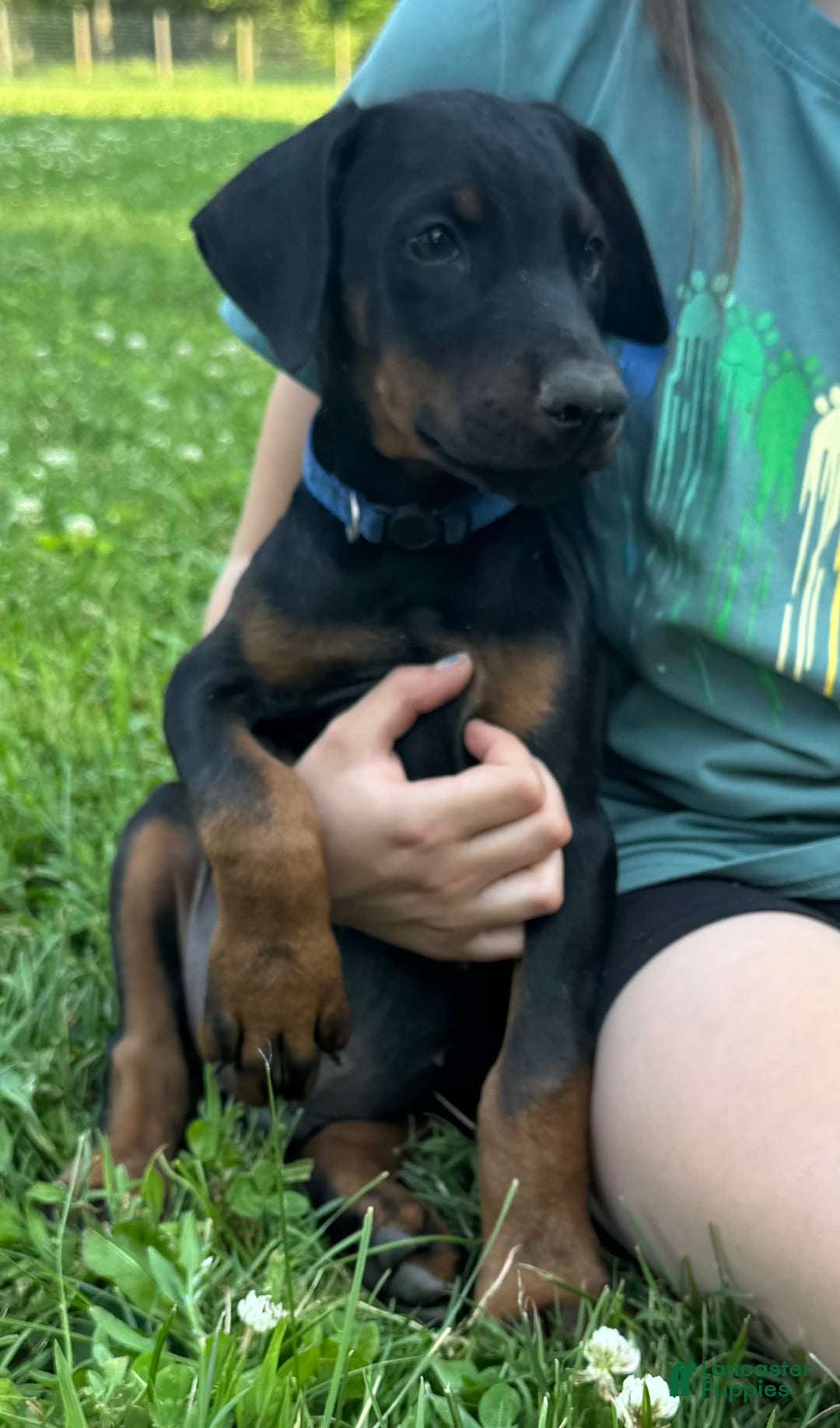 Doberman Pinscher dogs for sale: Mr. Blue - Image 3