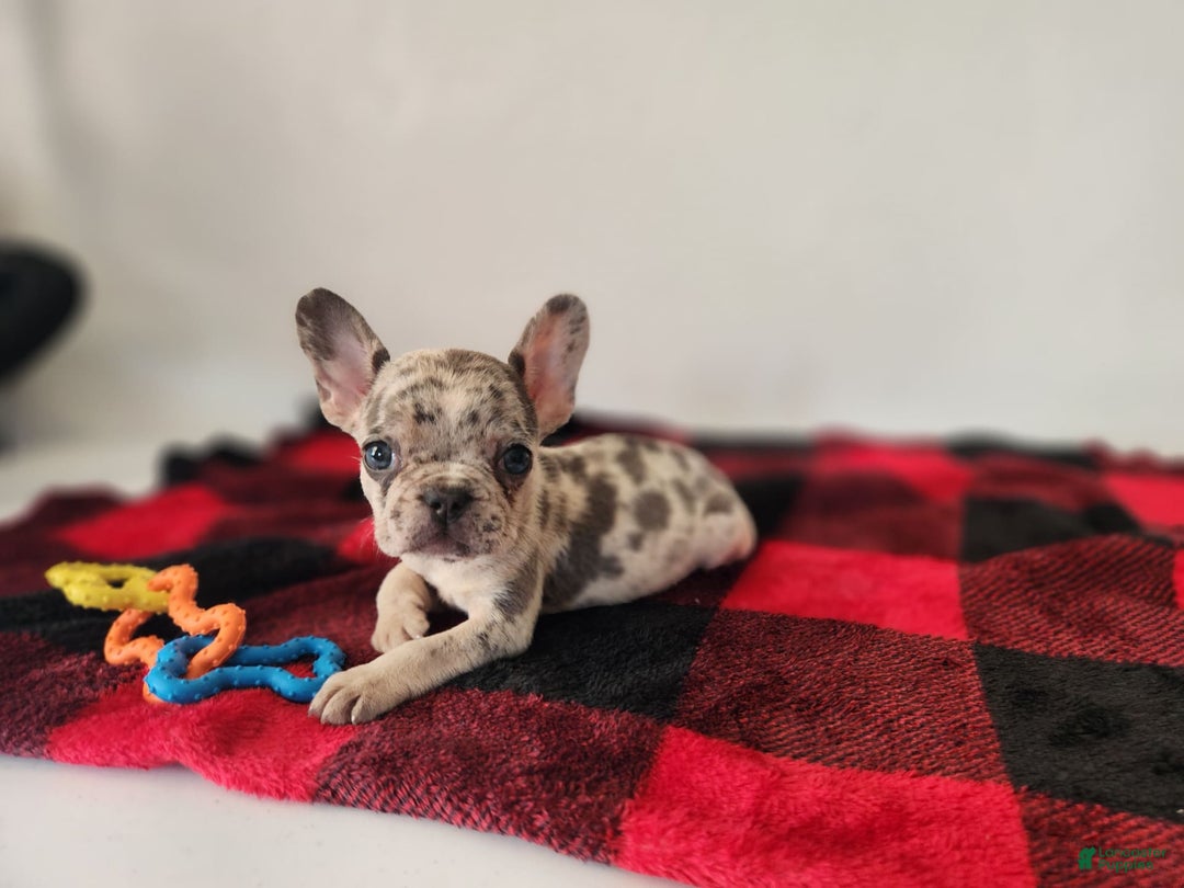French Bulldog dogs for sale: Madison - Image 1