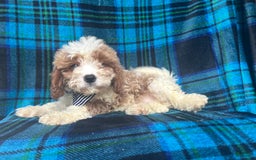 Mini Goldendoodle dogs for sale: Corbin - Image 2