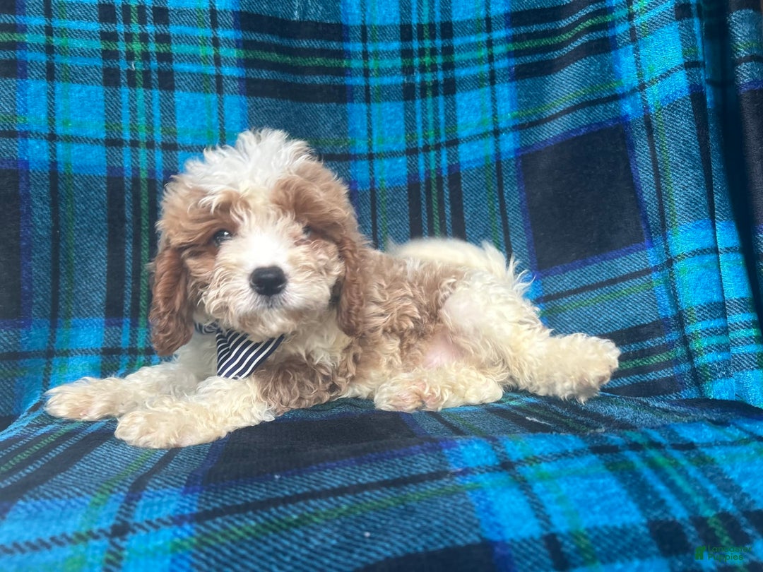 Mini Goldendoodle dogs for sale: Corbin - Image 2