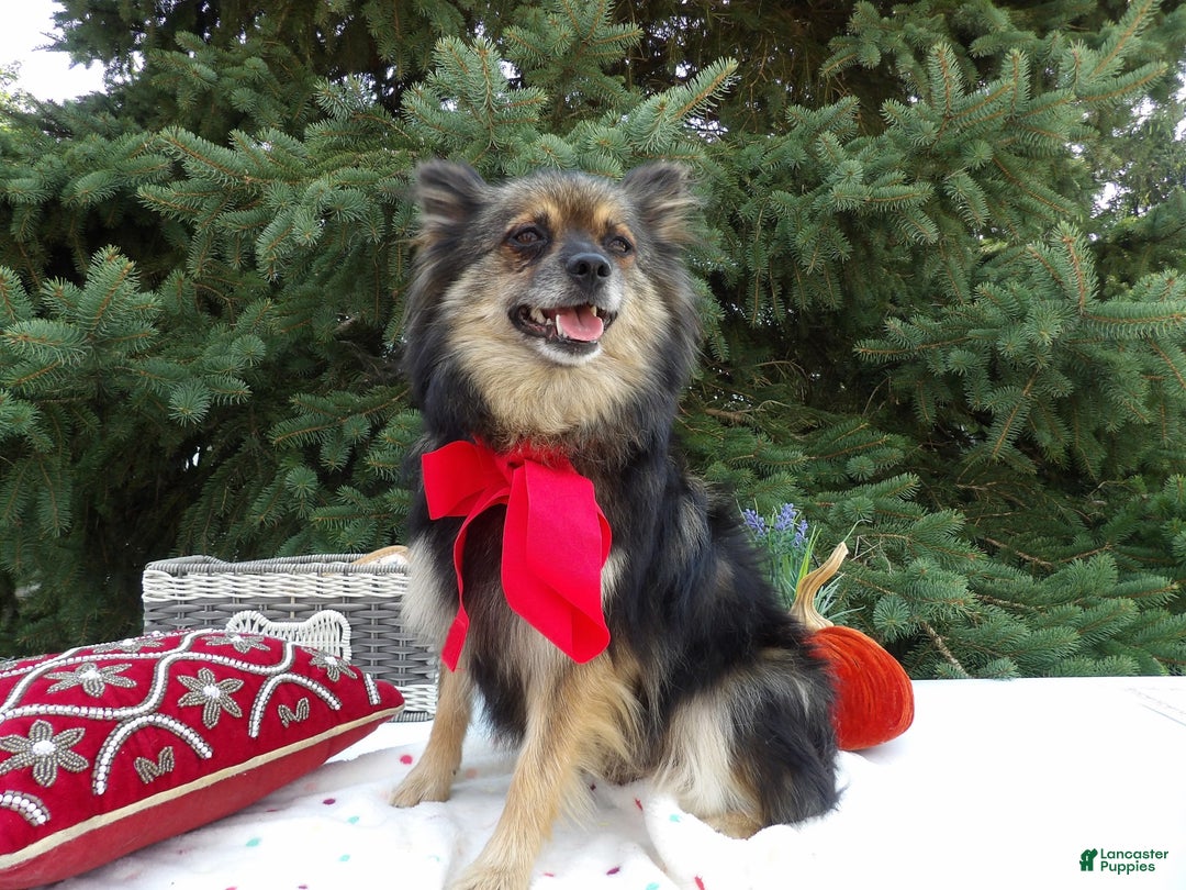 Pomeranian dogs for sale: Erica - Image 1
