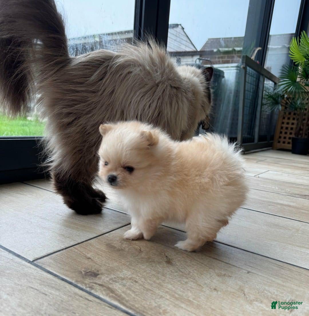 Pomeranian dogs for sale: Bunny - Image 8