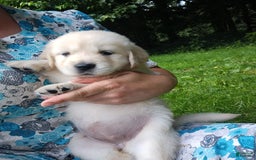 Golden Retriever dogs for sale: Pepper - Image 22